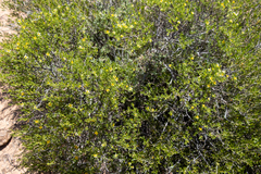 Roepera aurantiaca aurantiaca