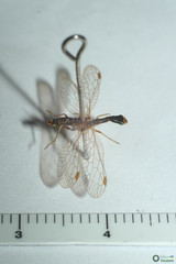 Raphidia ophiopsis