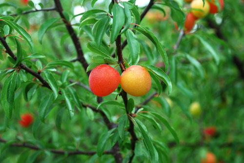 Chickasaw plum (Prunus angustifolia)