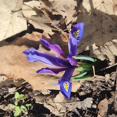 Iris reticulata