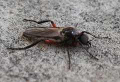 Bibio femoratus