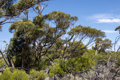 Eucalyptus calcareana