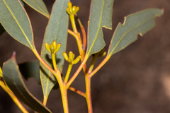 Eucalyptus calcareana
