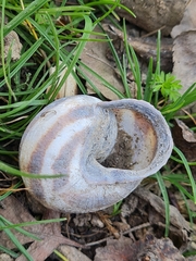 Caucasotachea leucoranea