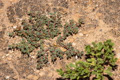 Euphorbia multifaria