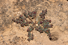 Euphorbia multifaria