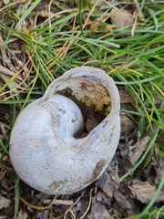 Caucasotachea leucoranea