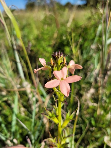 Striga forbesii