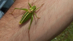 Poecilimon artedentatus