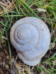 Caucasotachea leucoranea