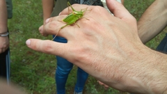 Poecilimon artedentatus