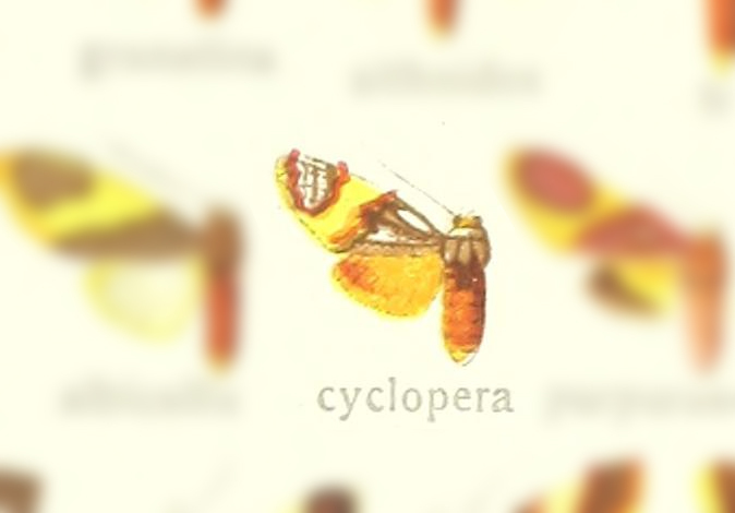 Neritos cyclopera