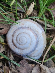 Caucasotachea leucoranea