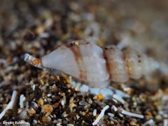 Mangelia attenuata