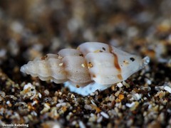 Mangelia attenuata