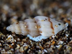 Mangelia attenuata