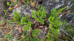 Diphasiastrum thyoides