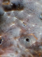Haliclona fibulata