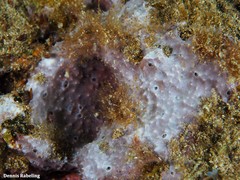 Haliclona fibulata