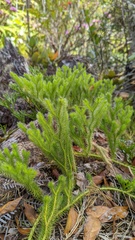 Diphasiastrum thyoides