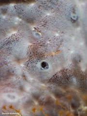 Haliclona fibulata