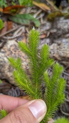 Diphasiastrum thyoides