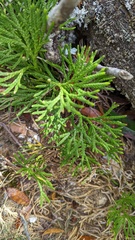 Diphasiastrum thyoides