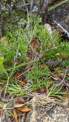 Diphasiastrum thyoides