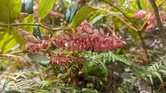 Gaultheria erecta