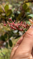 Gaultheria erecta
