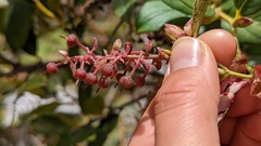 Gaultheria erecta