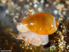 Gibberula secreta