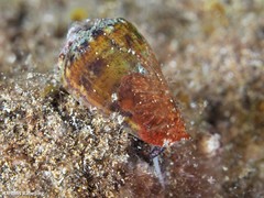 Conus guanche