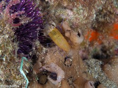 Sphaerechinus granularis