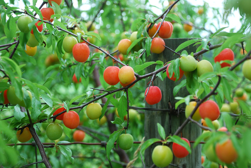 Chickasaw Plum