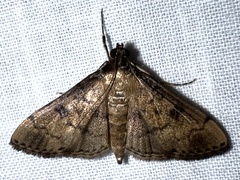 Nacoleia charesalis
