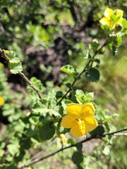 Hibiscus subreniformis