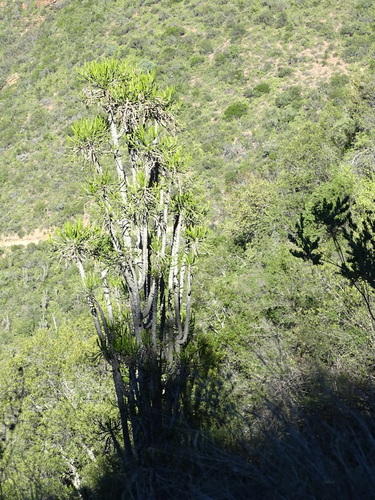 Image of Euphorbia grandidens by no rights reserved