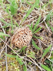 Morchella steppicola