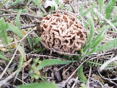 Morchella steppicola