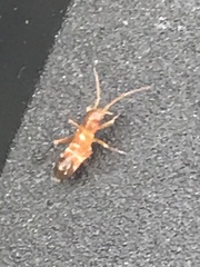 Pseudoxenetus regalis