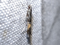 Cosmopterix lespedezae