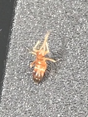 Pseudoxenetus regalis