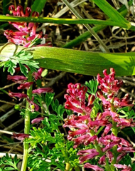 Fumaria densiflora