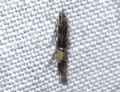 Cosmopterix lespedezae