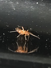 Pseudoxenetus regalis