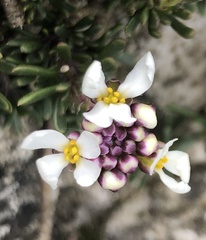 Iberis saxatilis