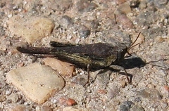 Tetriginae
