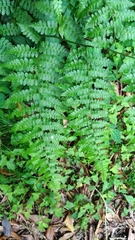 Diplazium kawakamii