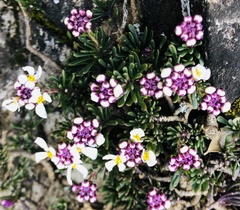 Iberis saxatilis